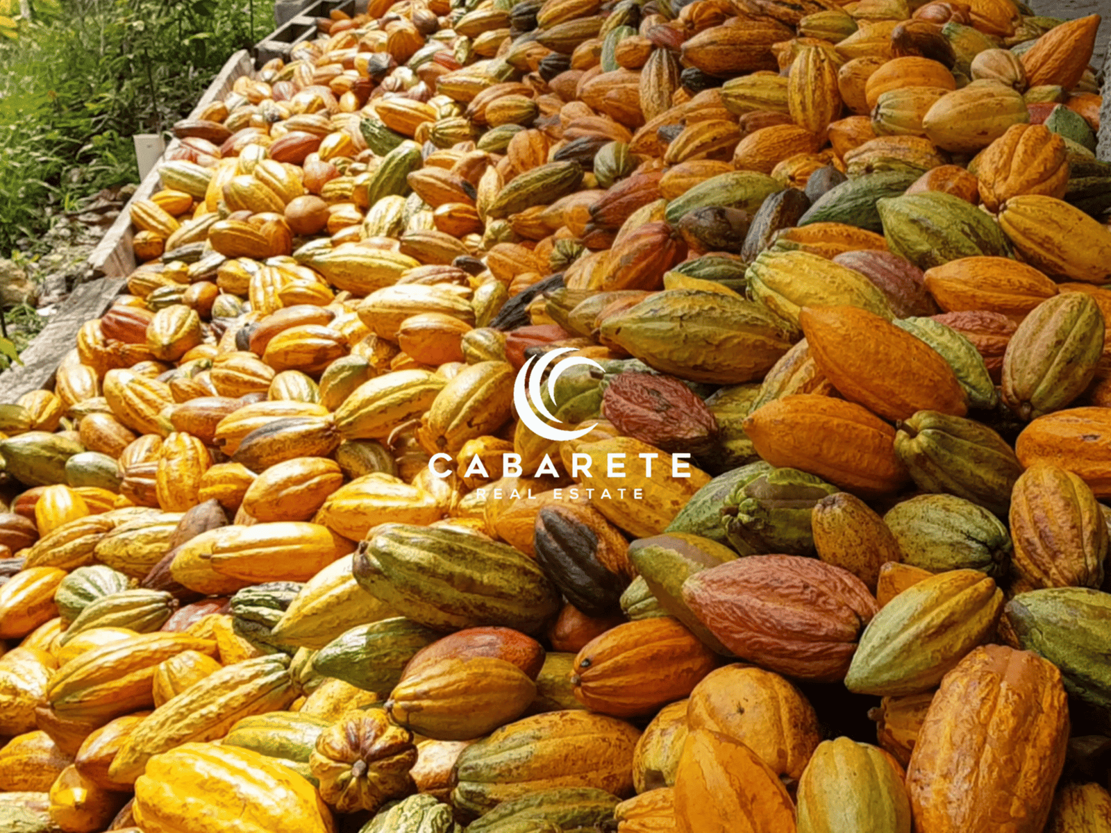 This organic cacao farm features a fully equipped chocolate factory, ideal for agriculture investors and eco-tourism developers in the Dominican Republic